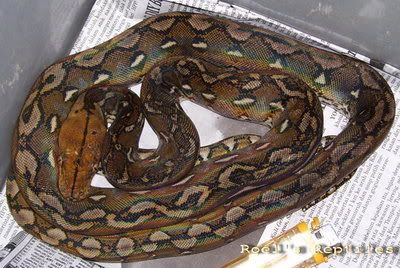 bantaeng retic 1