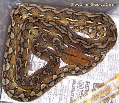 bantaeng retic 2