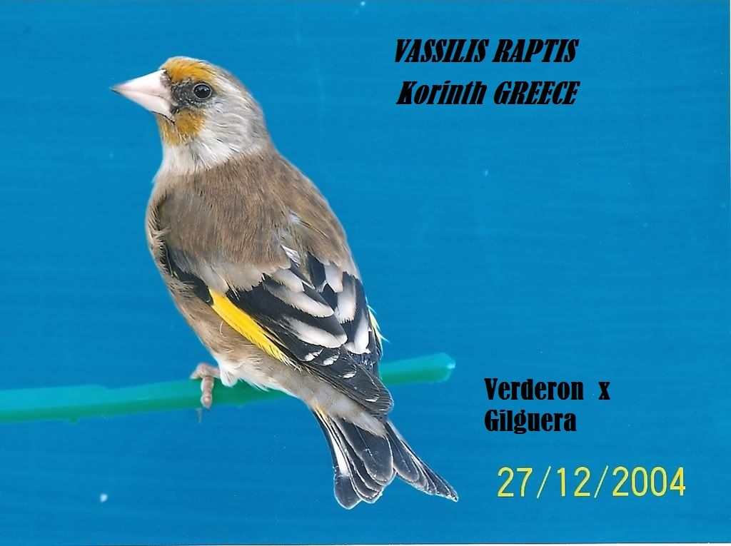 FOTO PAJARO MIXTOS CANARIO foto pajaro mixtos canario:
