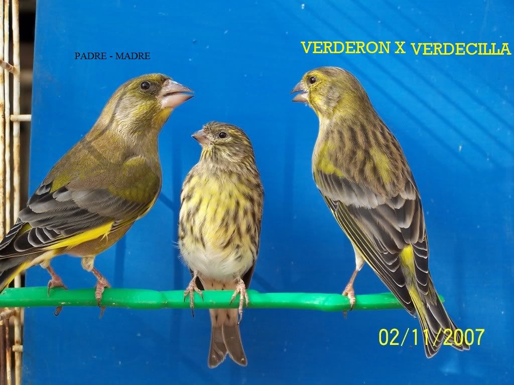 FOTO PAJARO MIXTOS CANARIO foto pajaro mixtos canario: