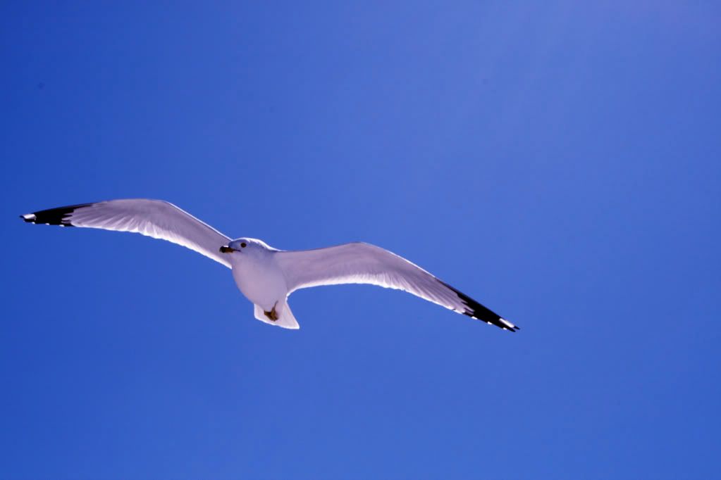 IMAGE: http://i239.photobucket.com/albums/ff114/nickster914/The%20Chosen%20Ones/IMG_0057.jpg