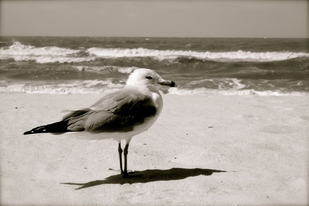 IMAGE: http://i239.photobucket.com/albums/ff114/nickster914/The%20Chosen%20Ones/IMG_0067.jpg