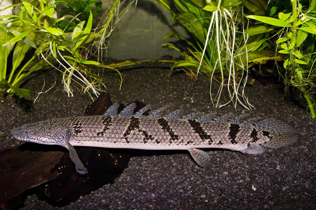 Polypterus delhezi Pictures, Images and Photos