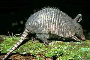 armadillo Pictures, Images and Photos