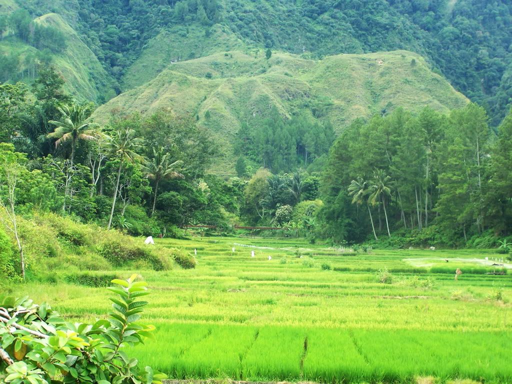 Rice field at Samosir Island