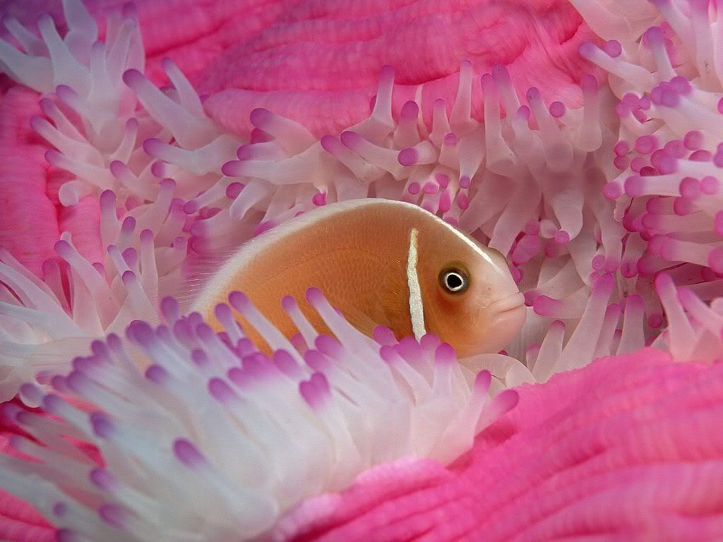 pinkanemonefishcu3.jpg