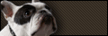 Buldogi Toplista