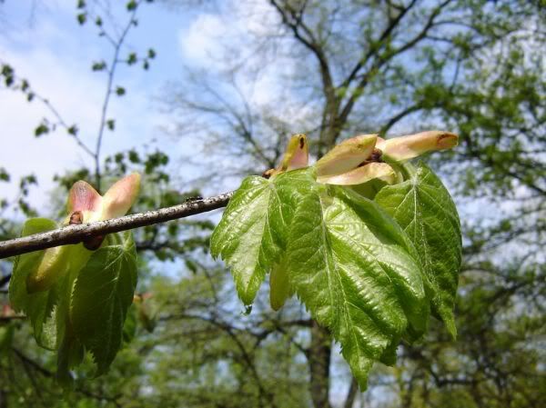 Apăsaţi pentru a vedea imaginea la dimensiuni originale