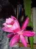 floare_catcus2.jpg