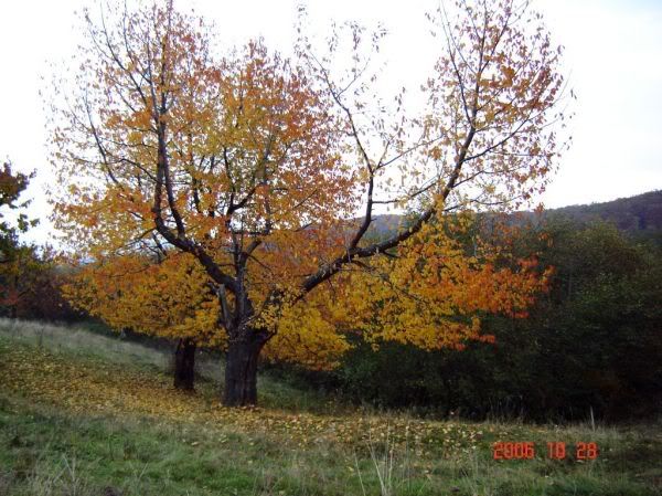 Apăsaţi pentru a vedea imaginea la dimensiuni originale