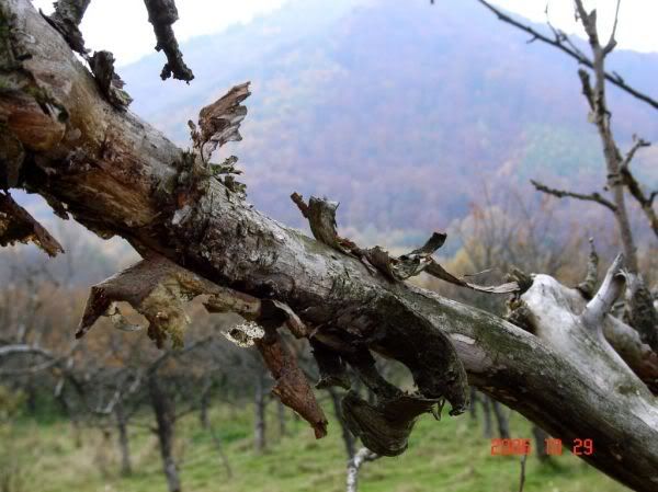 Apăsaţi pentru a vedea imaginea la dimensiuni originale