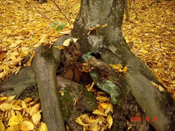 Apăsaţi pentru a vedea imaginea la dimensiuni originale