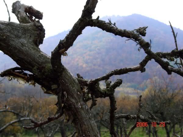 Apăsaţi pentru a vedea imaginea la dimensiuni originale