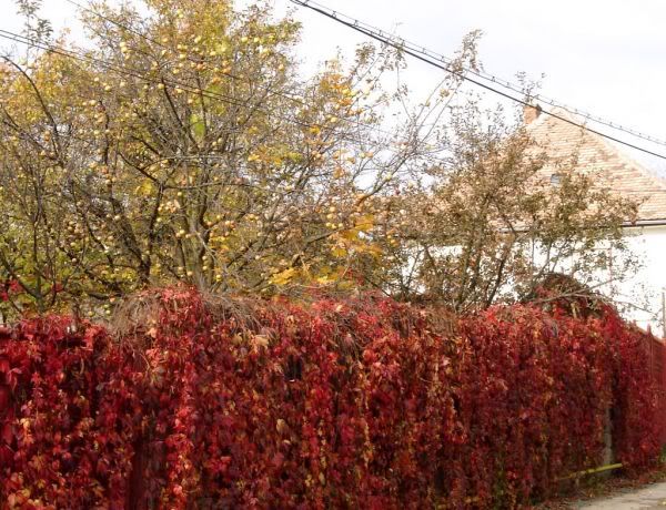 Apăsaţi pentru a vedea imaginea la dimensiuni originale