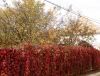 Nume fişier : straie_de_toamna.jpg
Mărime fişier : 270KB
Dimensiuni : 1024x786
Data adăugării : 12 Nov 2006 straie_de_toamna.jpg