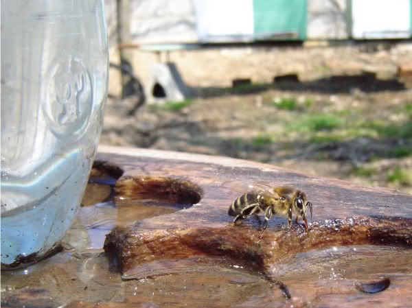 Apăsaţi pentru a vedea imaginea la dimensiuni originale