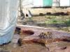 Nume fişier : DSC00449.jpg
Mărime fişier : 130KB
Dimensiuni : 1024x768
Data adăugării : 03 Mar 2006 DSC00449.jpg