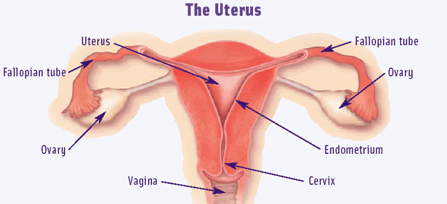 Anteverted Pelvis