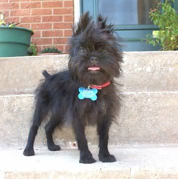 affenpinscher-0001.jpg