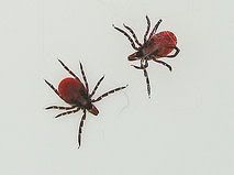 Baby Ticks Pictures on Baby Green Living  Recipes And Parenting Ideas  How To Remove A Tick