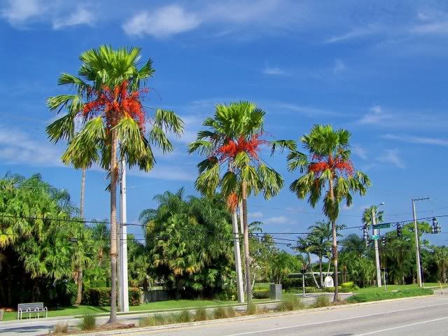 100_5242.jpg