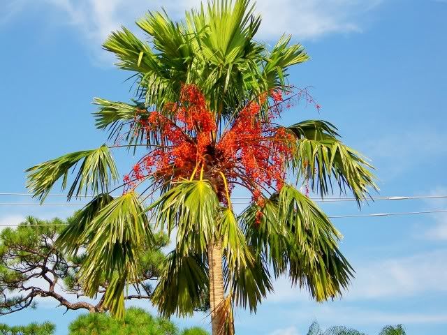 100_5243.jpg
