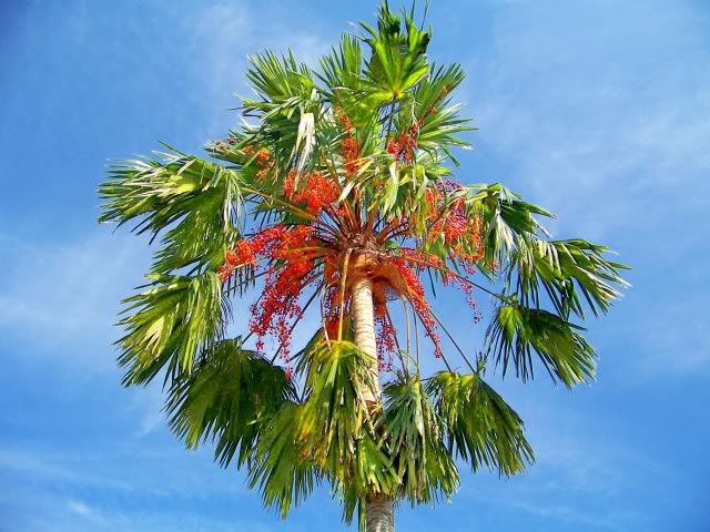 100_5250.jpg
