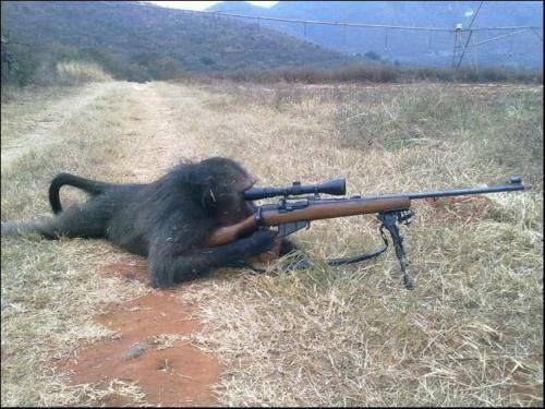 monkeyrifle_zpszrnmpjtx.jpg