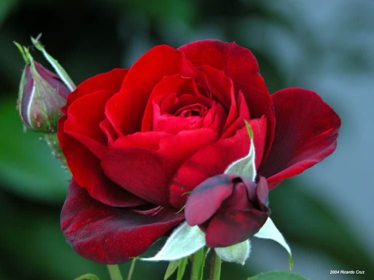 Rosas.jpg rosas image by marielymaia