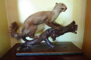 stoat1.jpg