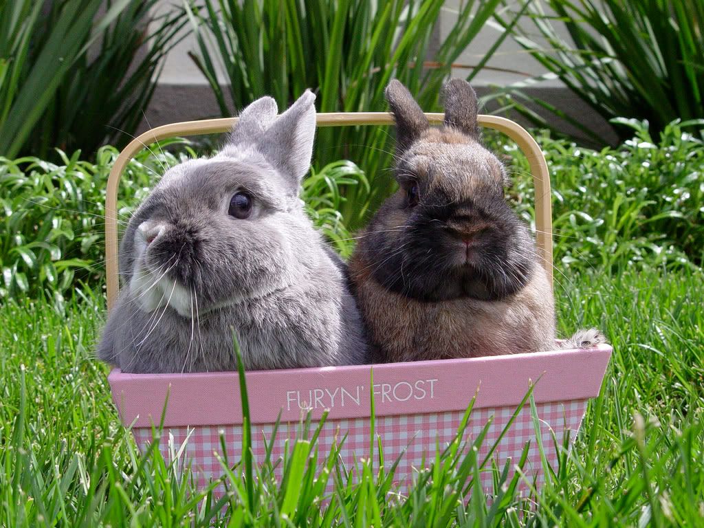 rabbits.jpg EASTER image by dolphin69swimming