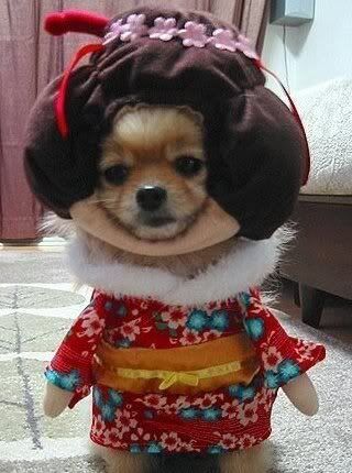asian costume for dog Pictures, Images and Photos