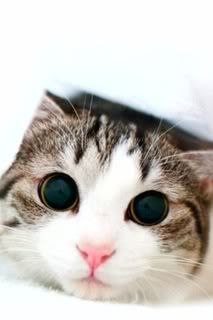 cat with wide and beautiful eyes 