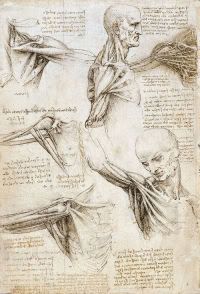 watching arms photo: anatomy anatomicalstudiesrc.jpg