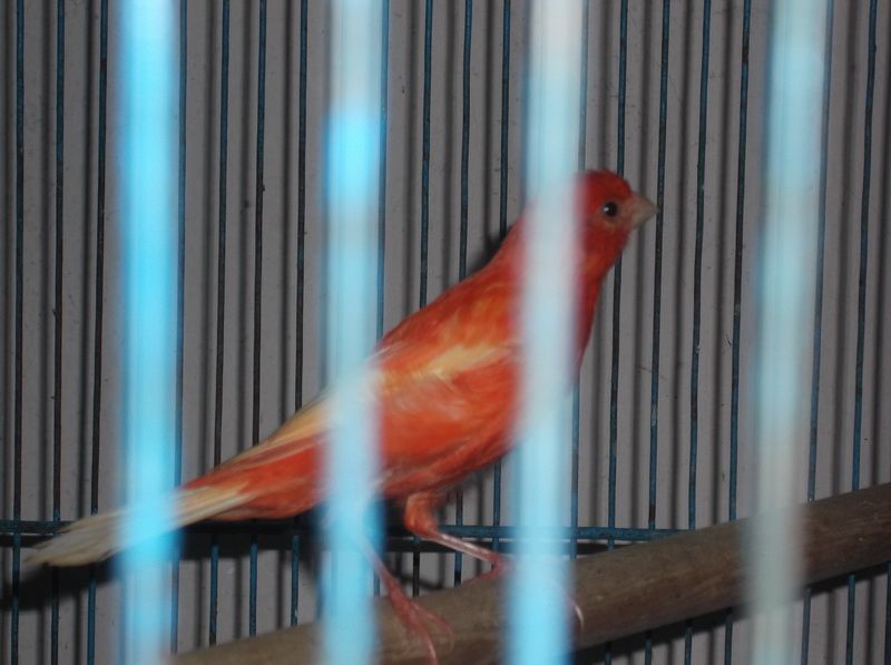 Cần chia bớt 1 em hồng Intenrive trống ... - 1