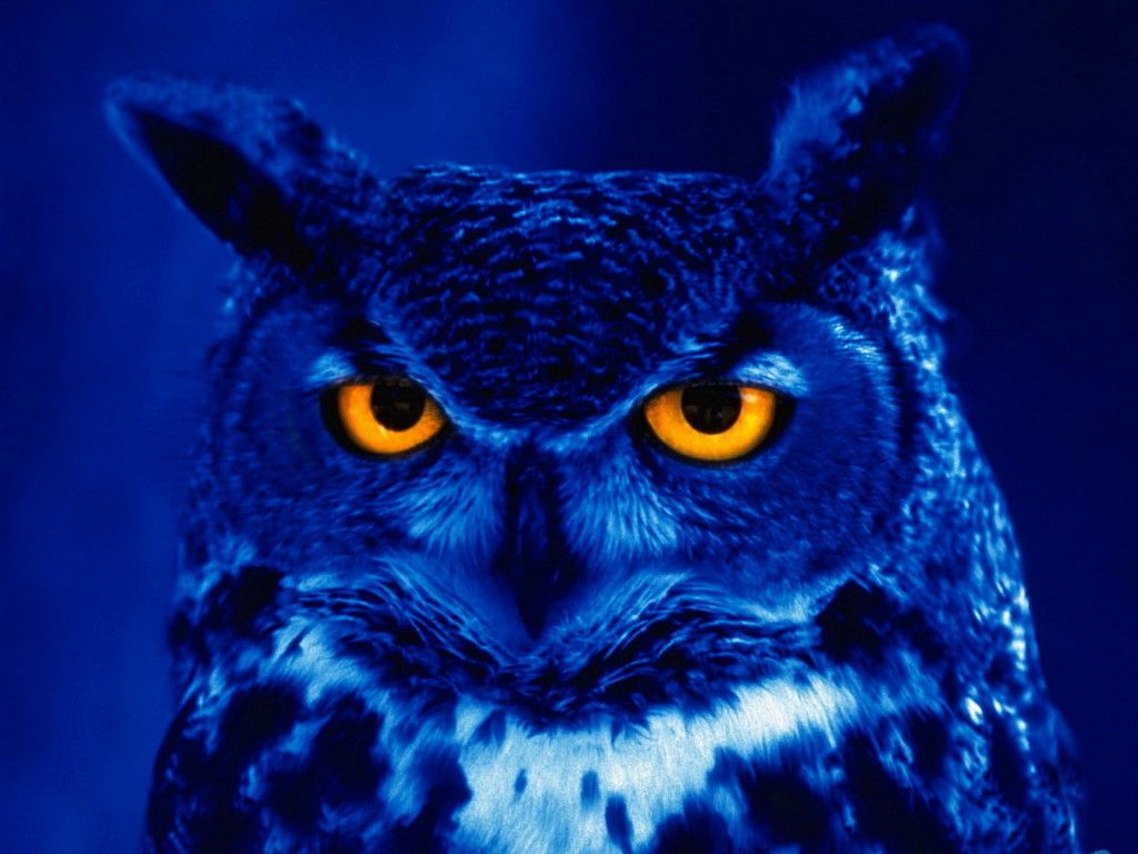 photo night-owl_zpsoesbeyha.jpg