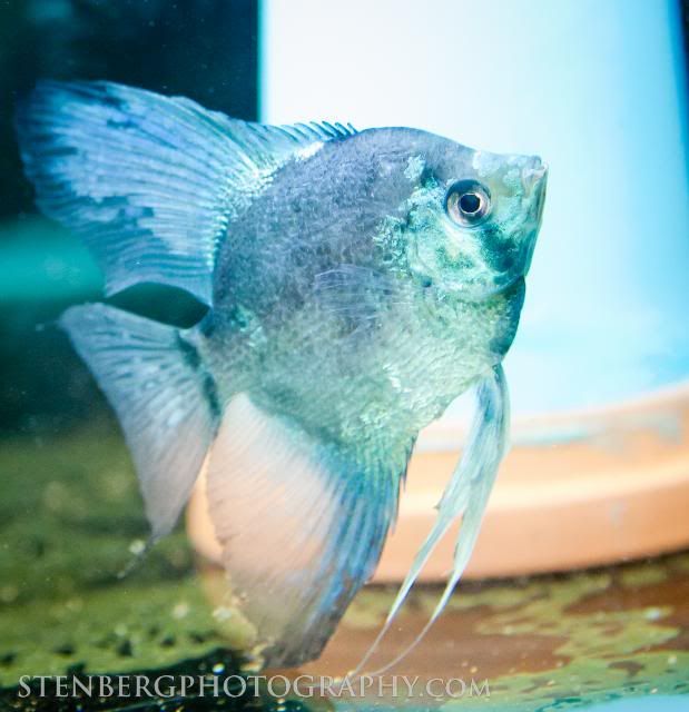 Philippine Blue Angelfish