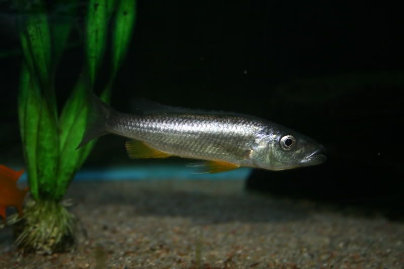 Malawi Barracuda