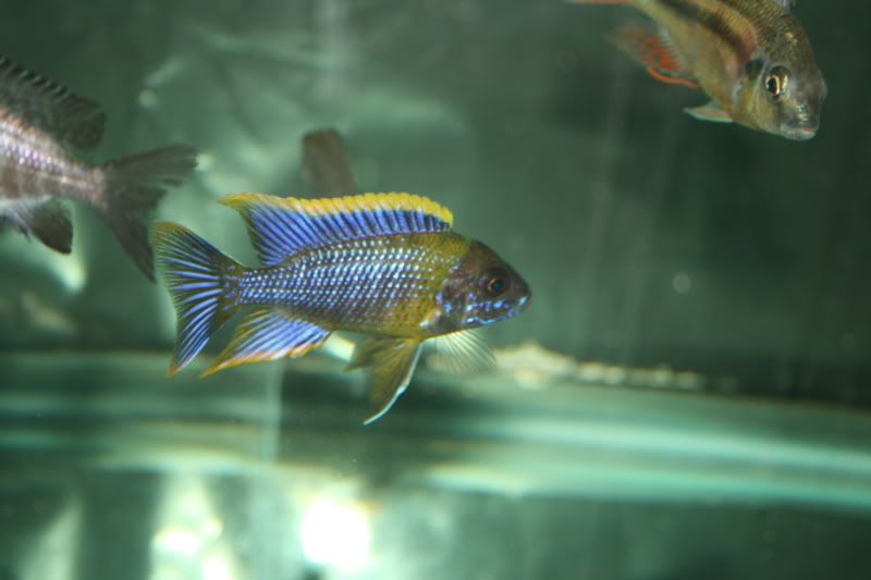 Peacocks, How Long Until Coloring Up? | Cichlid Fish Forum