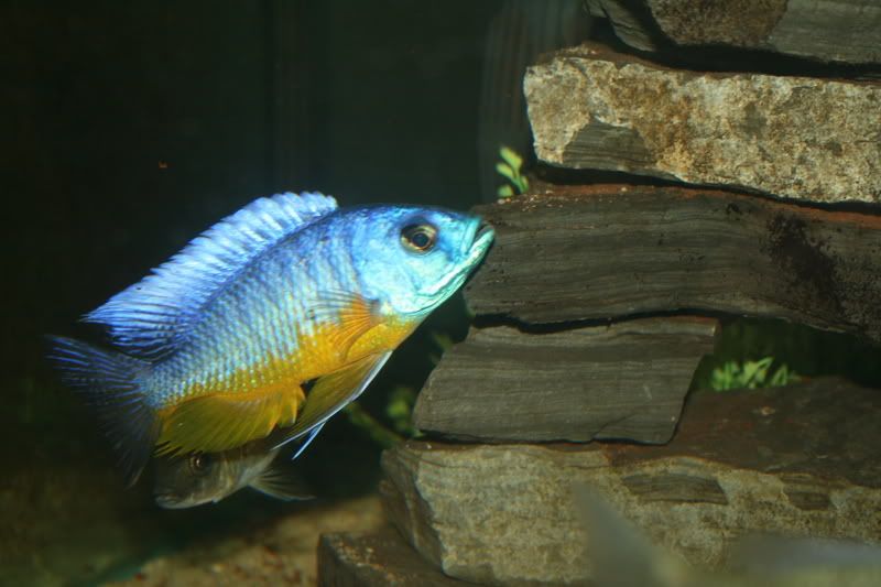 insignis cichlid