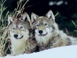 Wolves.jpg Wolves image by codes-np