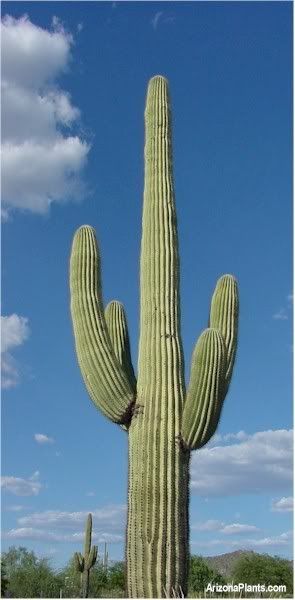 arizona_saguaro_cactus_c.jpg