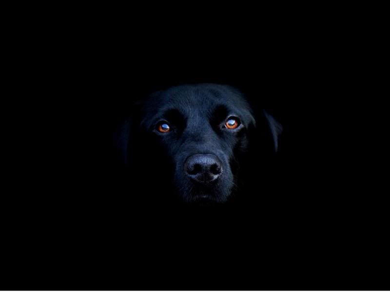 black dog Pictures, Images and Photos