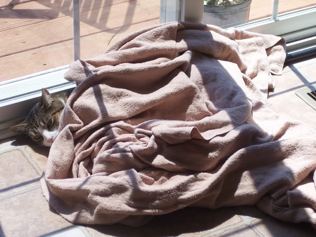 cat in blankets