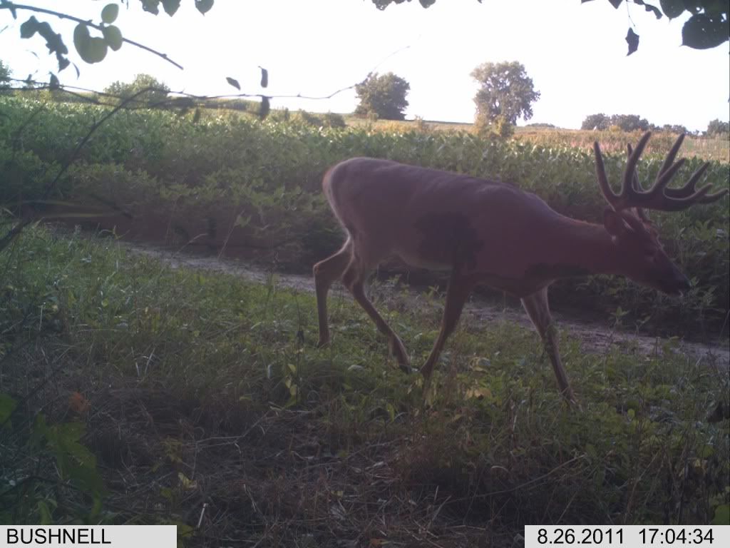 2011deer9-6497.jpg