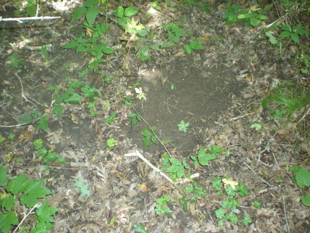 Picture004-1.jpg