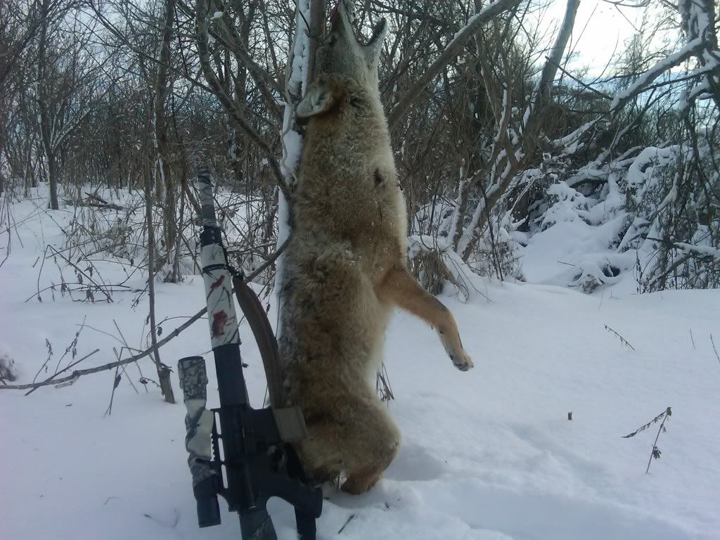 yote1-1.jpg