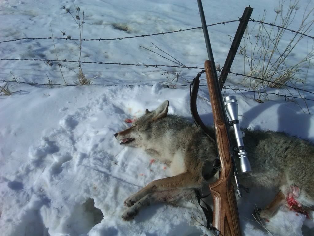 yote2-1.jpg