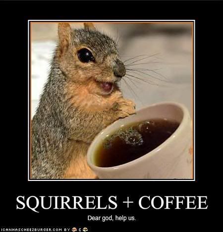 funny squirrels. funny-pictures-squirrels