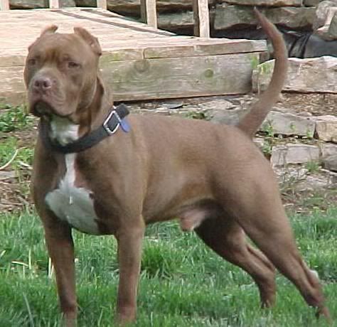 pitbull.jpg pitbull image by pimpmaster_027